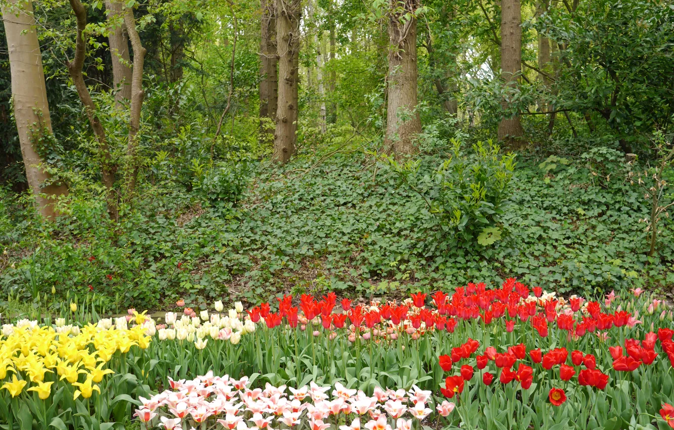 Фото обои деревья, цветы, сад, тюльпаны, Нидерланды, Keukenhof, Lisse