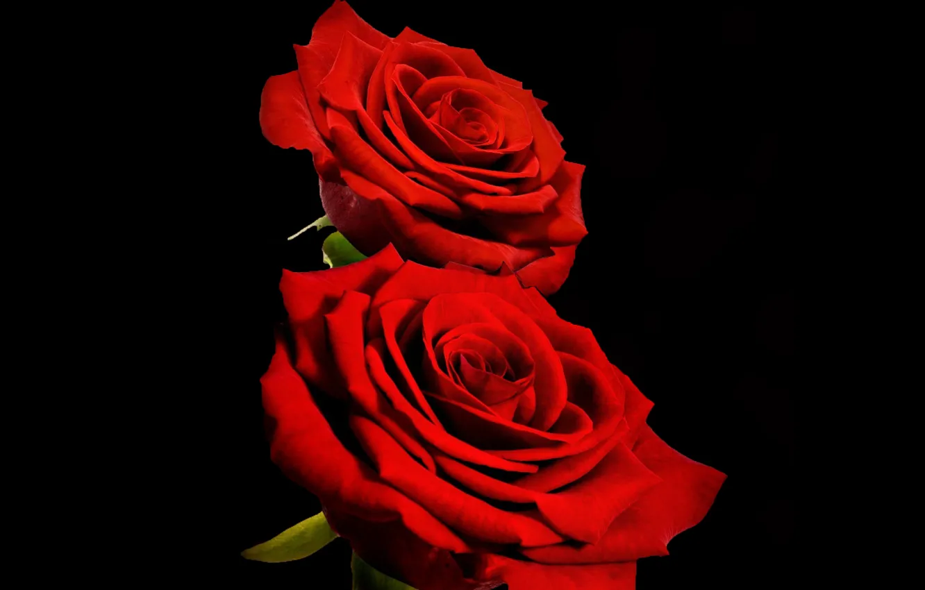 Фото обои rose, flowers, plant, petals