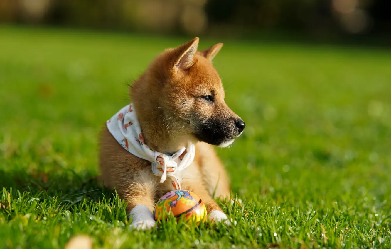 Фото обои щенок, прогулка, мячик, сиба