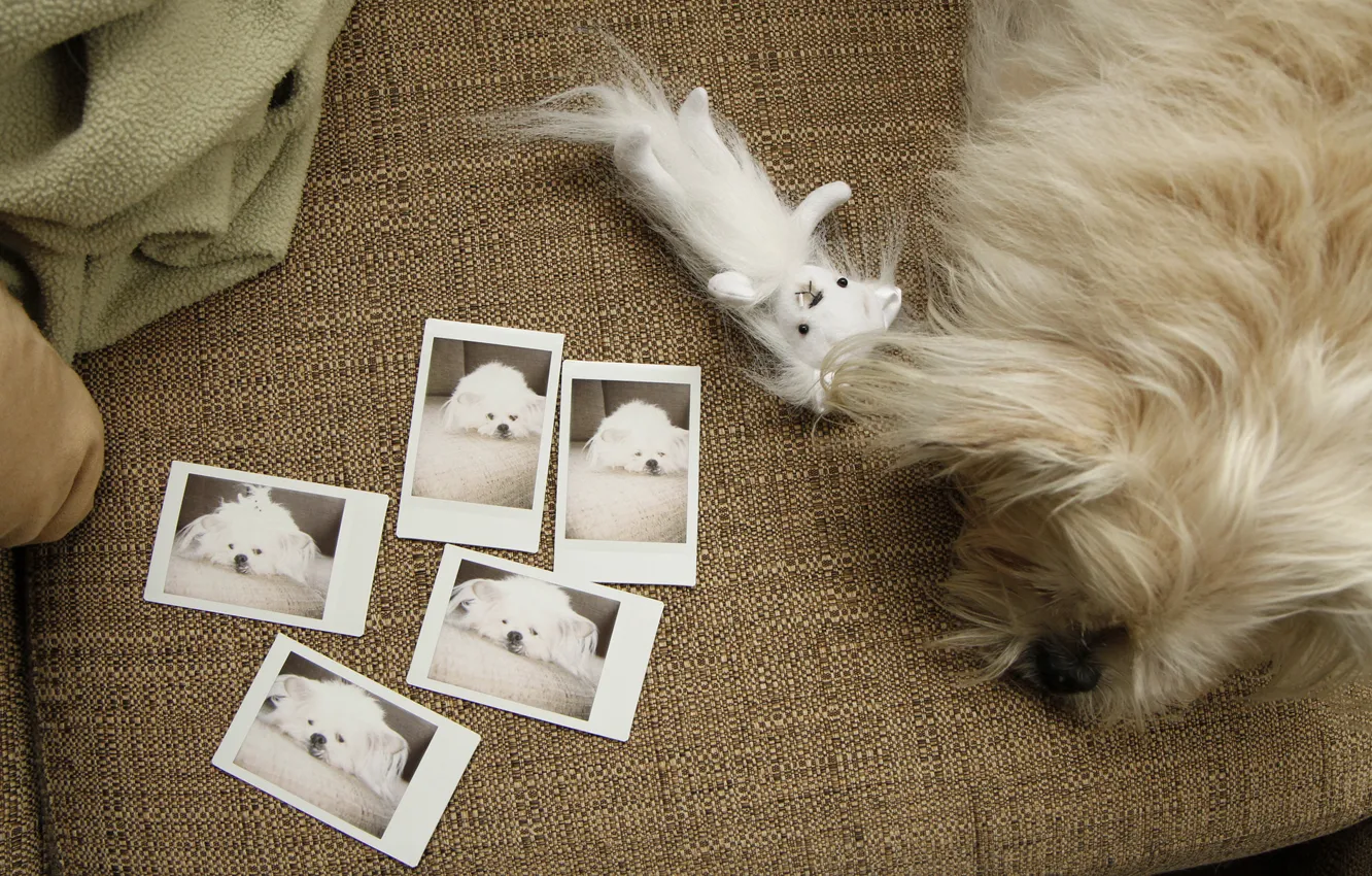 Фото обои диван, игрушка, собака, фотографии, белая, вид сверху, лежа