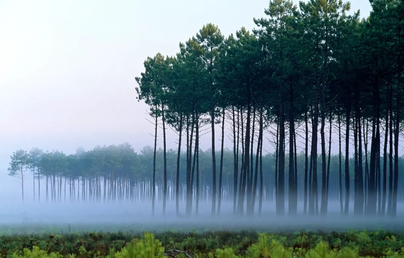 Фото обои деревья, пейзаж, туман, рассвет, Сосны