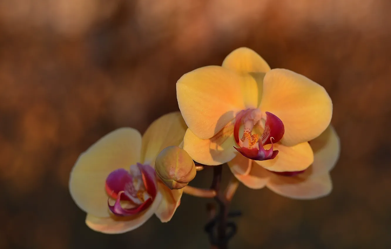 Фото обои цветок, фон, орхидея, боке, фалинопсис, гелиос44м