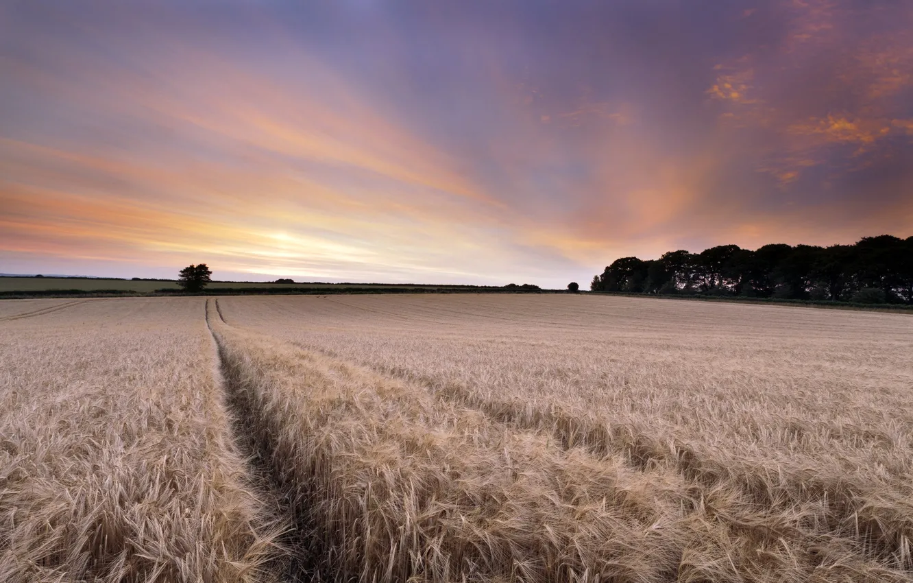 Фото обои поле, пейзаж, закат, колосья