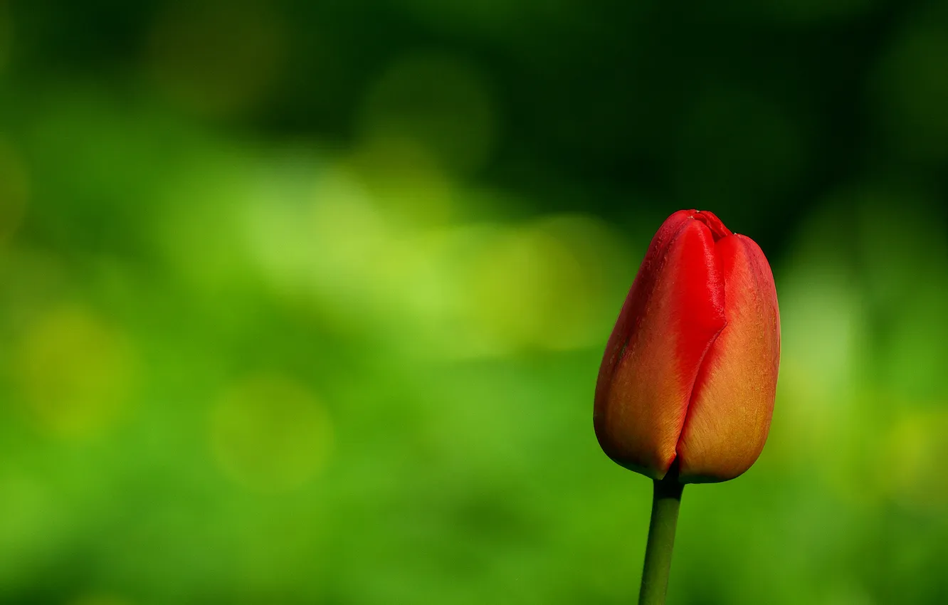 Фото обои цветок, красный, фон, тюльпан, стебель, бутон, зелёный