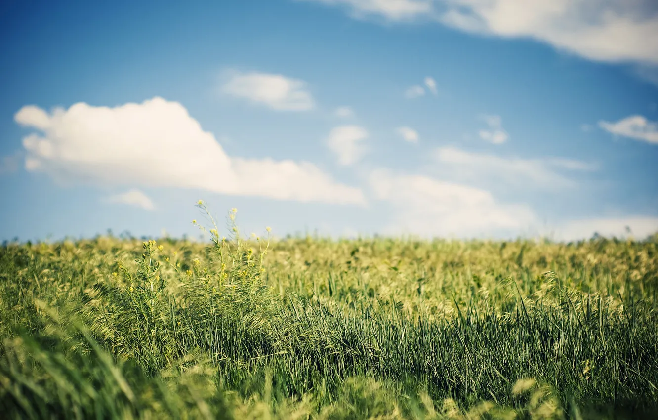 Фото обои пшеница, поле, лето, небо, трава, природа, поля, колосья