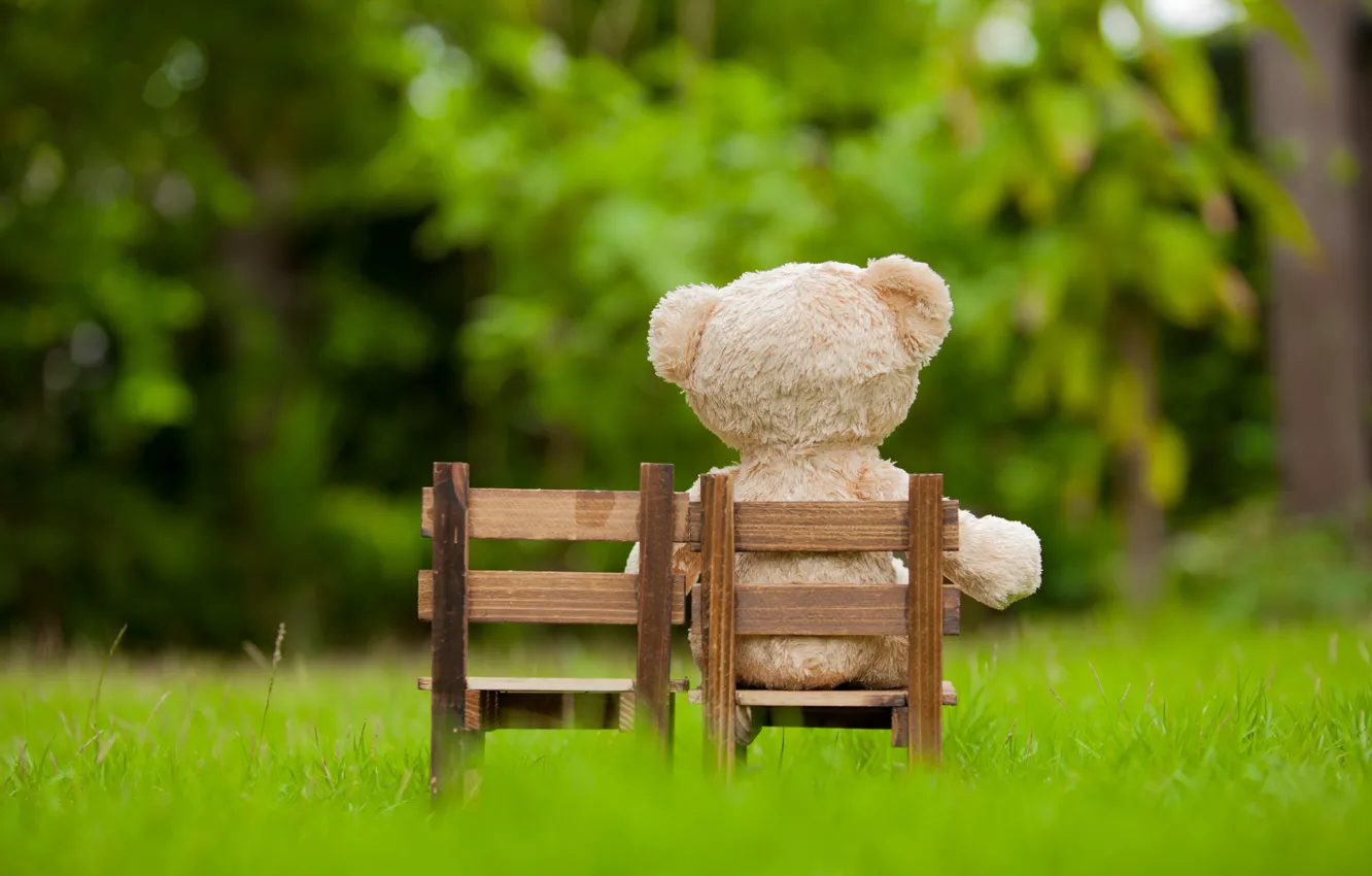 Фото обои трава, игрушка, сад, медведь, стул, bear, garden, teddy
