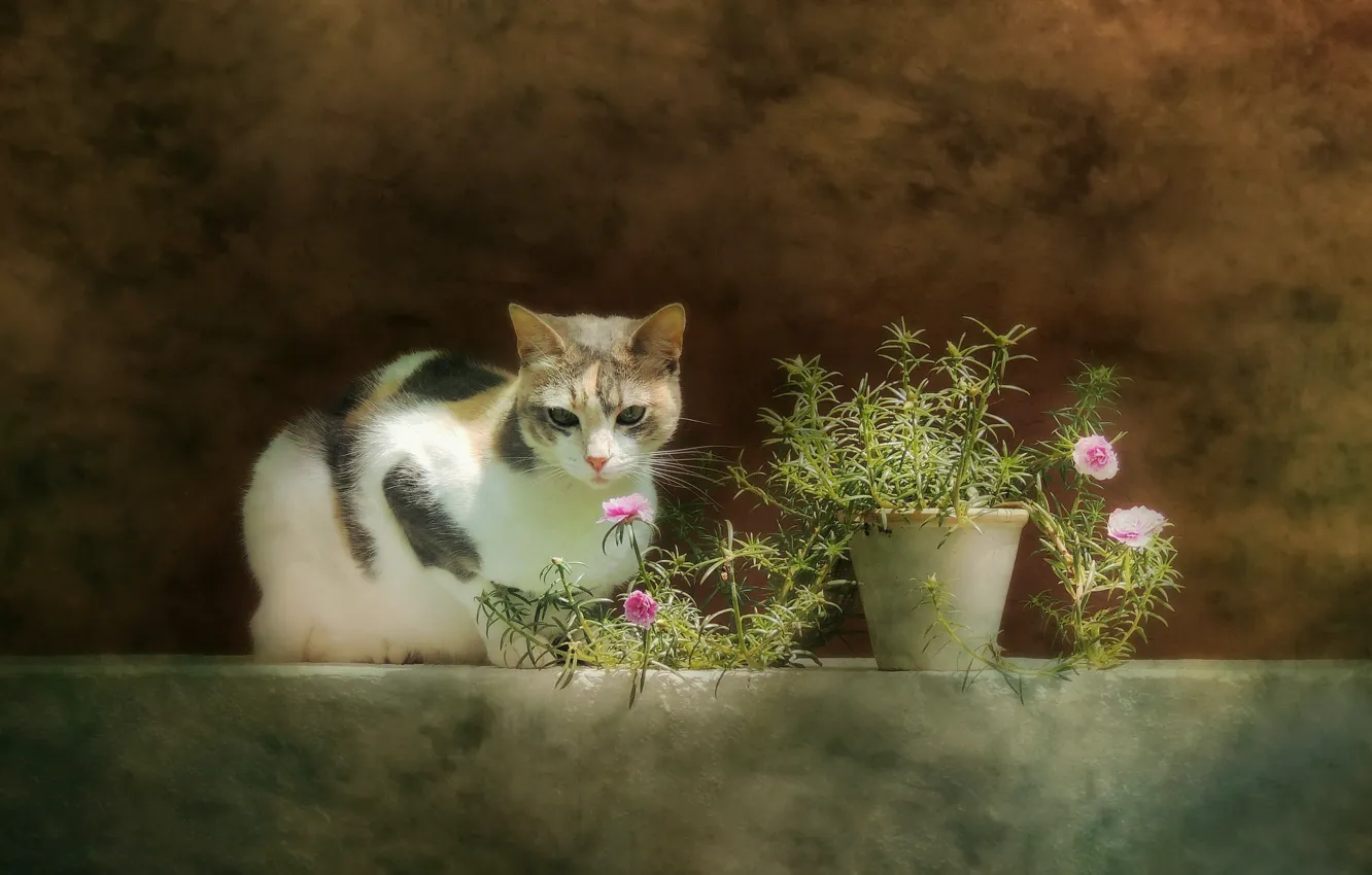 Фото обои кошка, цветы, фон