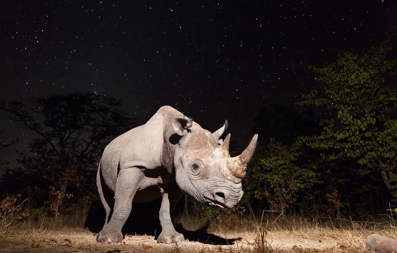 Фото обои ночь, природа, носорог