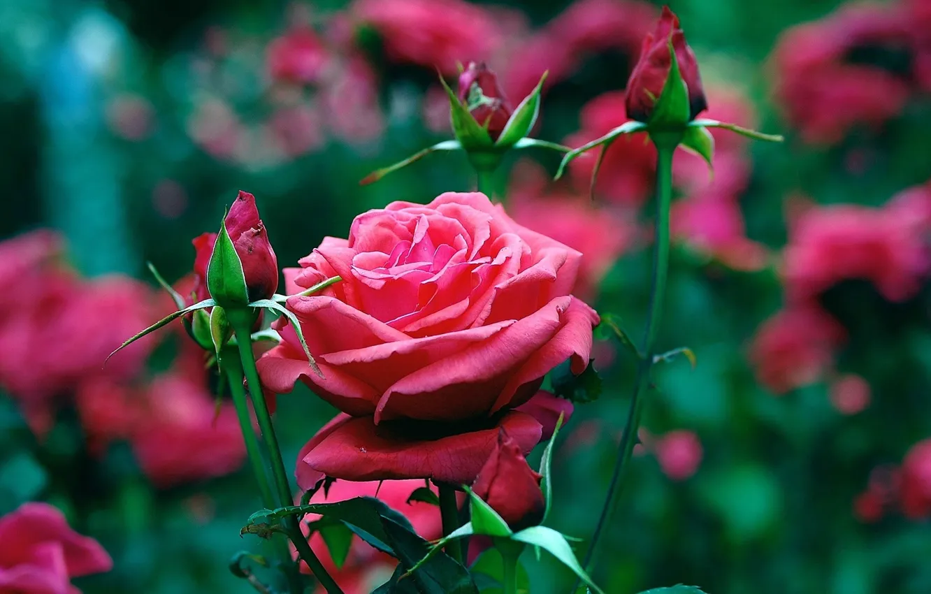 Фото обои цветы, розы, сад