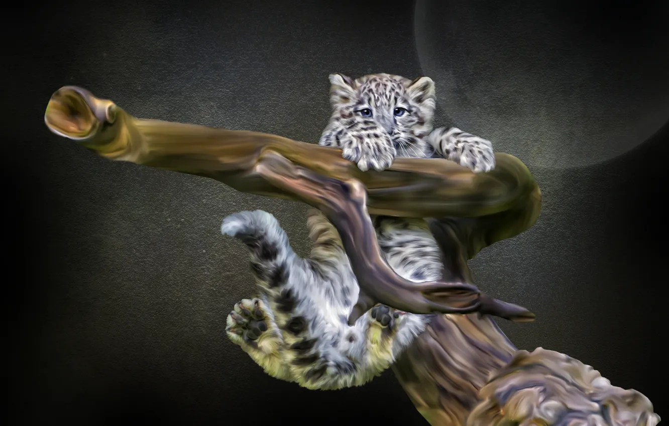 Фото обои коряга, ирбис, детёныш, Photoshop, снежный леопард