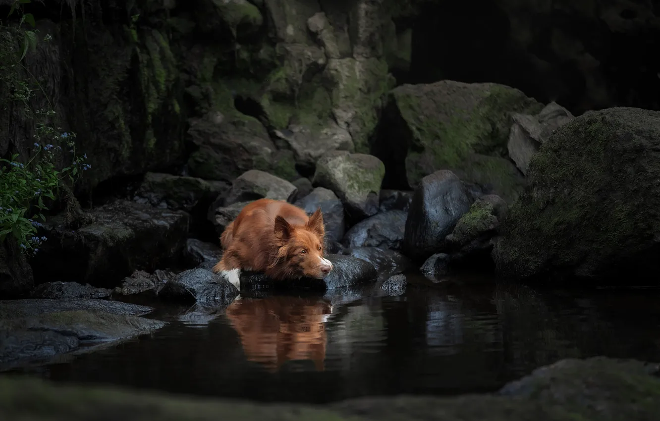 Фото обои вода, камни, собака, Бордер-колли, Светлана Писарева
