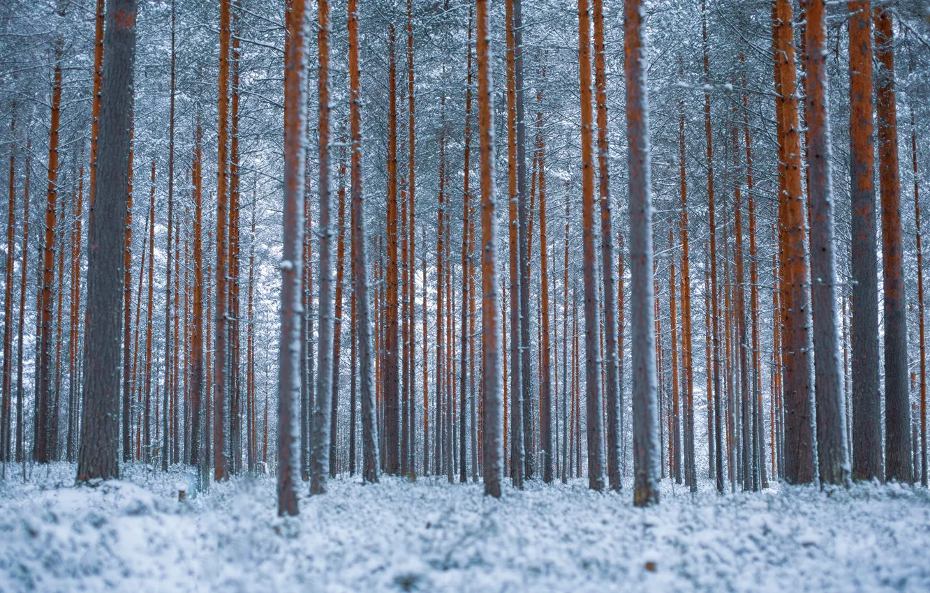Фото обои зима, лес, снег, деревья, пейзаж, природа, forest, сугроб