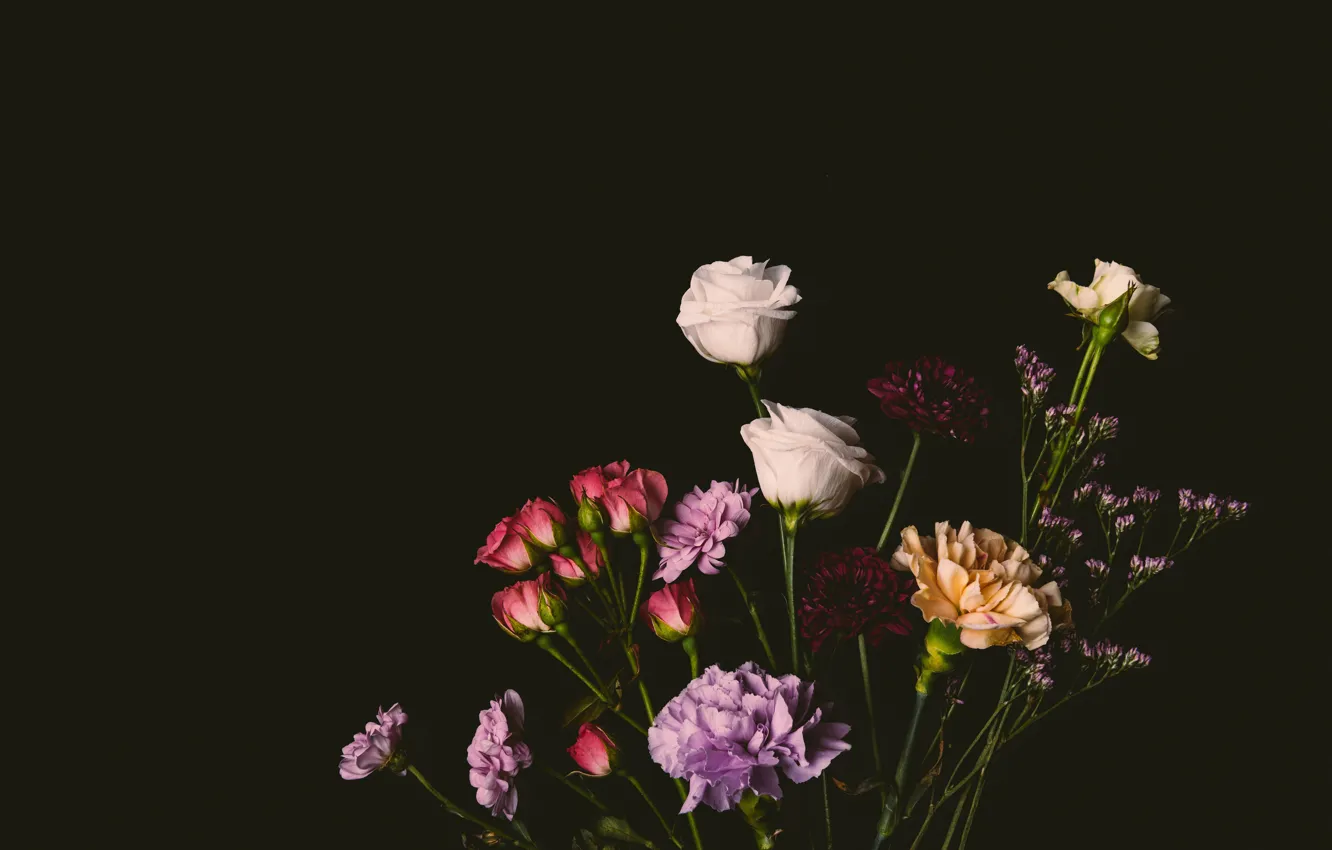 Фото обои цветы, розы, colorful, черный фон, black, flowers, background, roses
