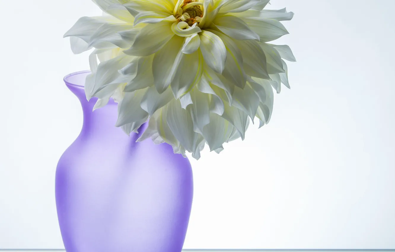 Фото обои цветок, ваза, георгина, жёлтая георгина