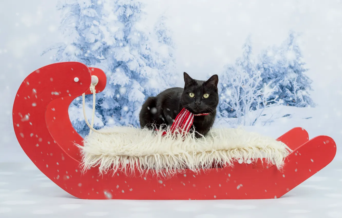 Фото обои зима, кошка, кот, взгляд, снег, красный, фон, черный