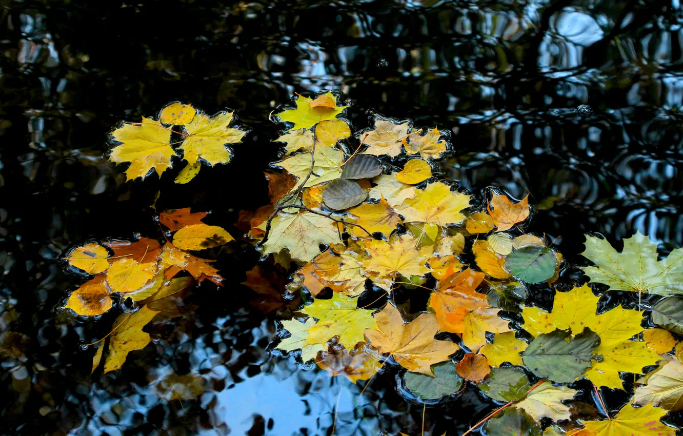 Фото обои water, autumn, leafs, fall, swim