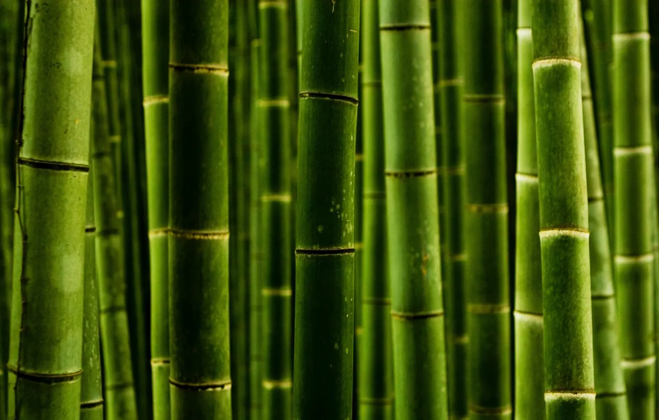 Фото обои макро, стволы, бамбук, macro photos, природа green style