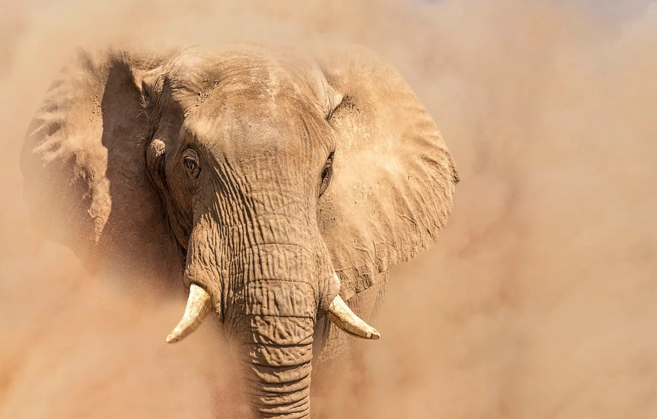 Фото обои слон, пыль, уши, бивни, хобот