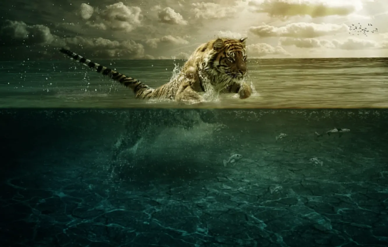 Фото обои вода, рыбы, тигр, прыжок