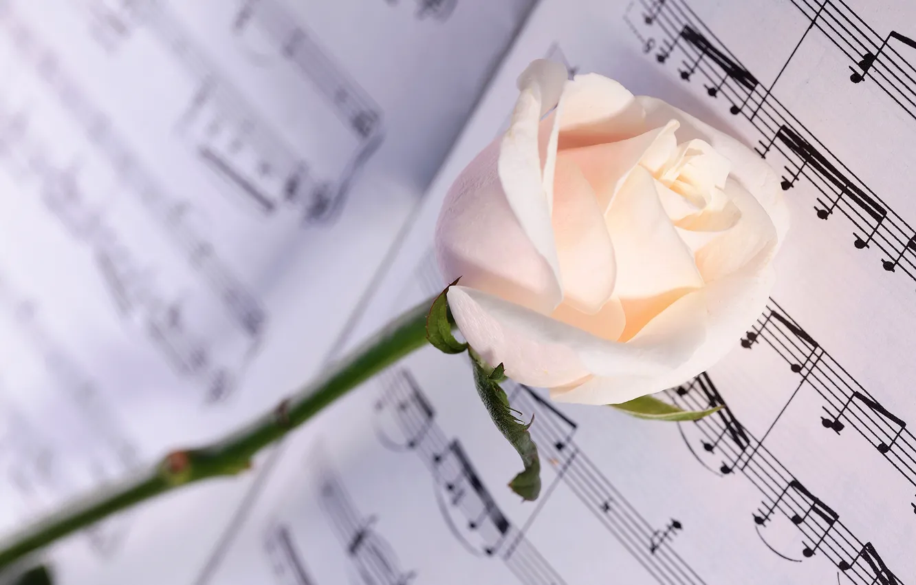 Фото обои цветок, макро, ноты, роза, белая, тетрадь, боке
