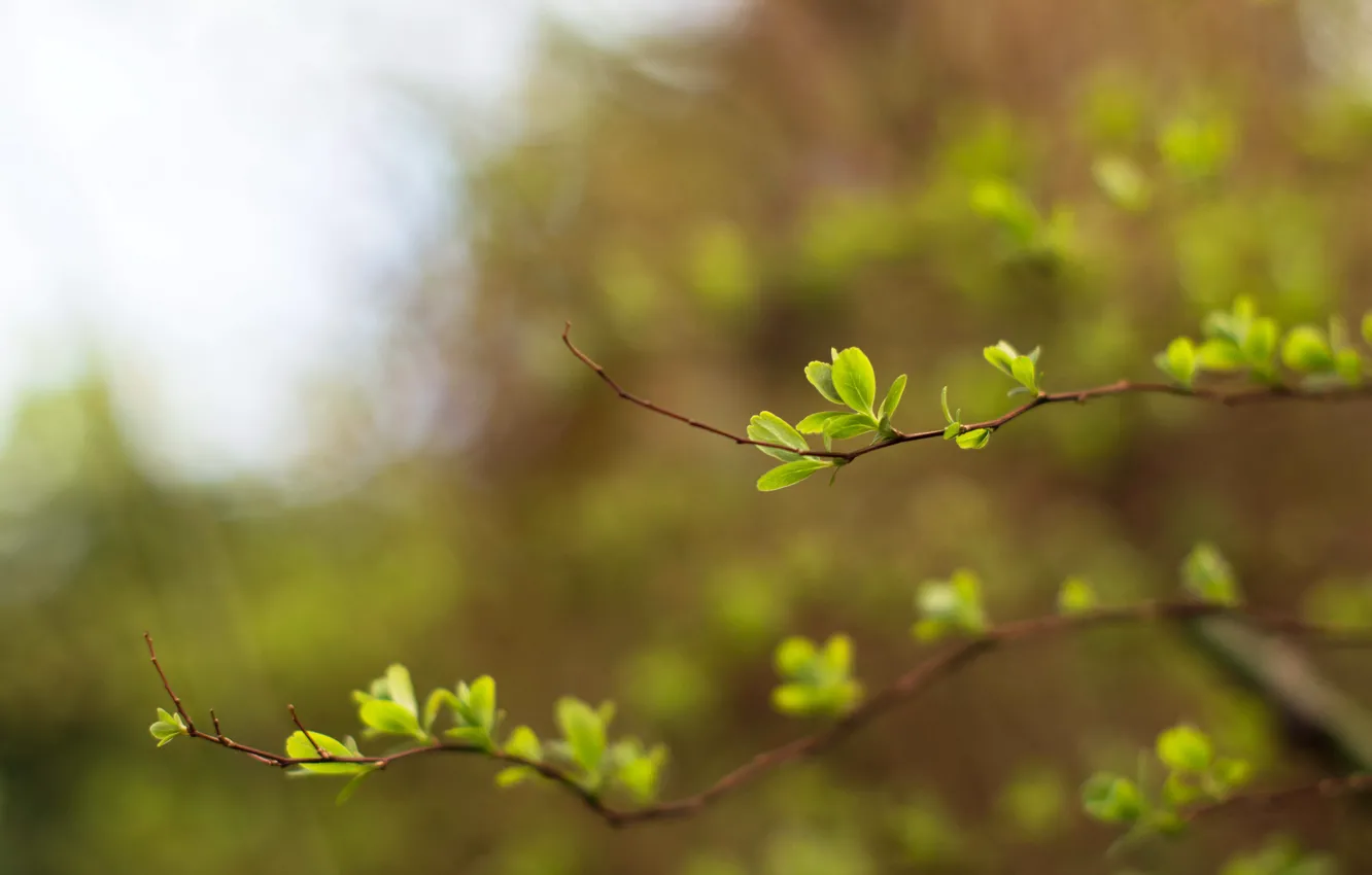 Фото обои зелень, небо, свет, весна, размытость, боке, веточки, молодые листики