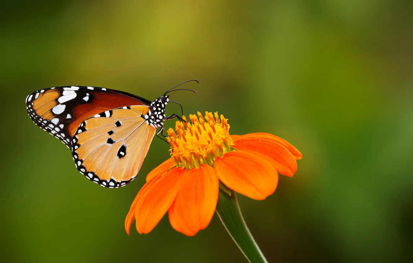 Фото обои цветок, фон, бабочка, зелёный, Zoe Mies Photography