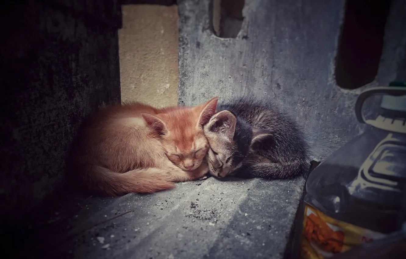 Фото обои кошки, дом, фон