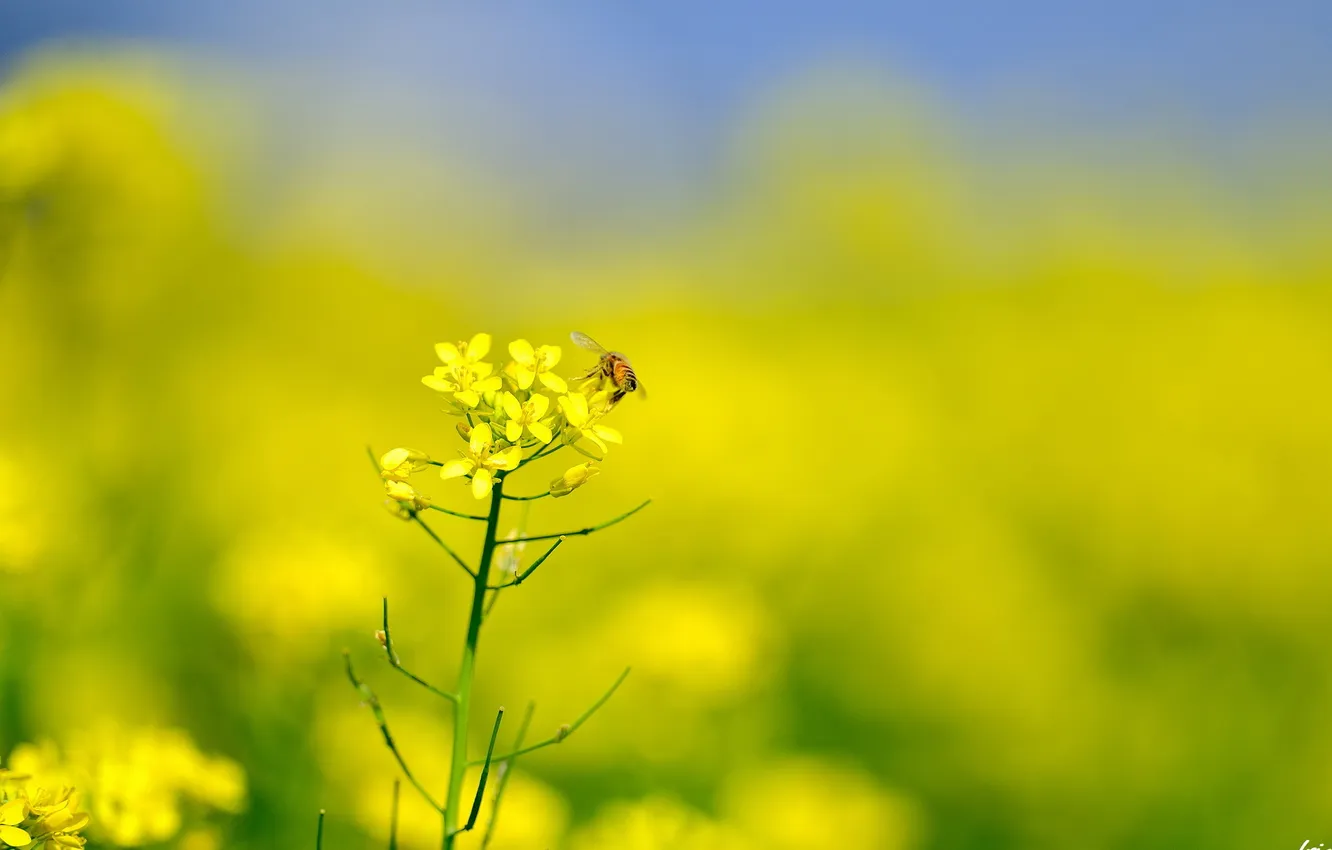 Фото обои лето, пчела, рапс