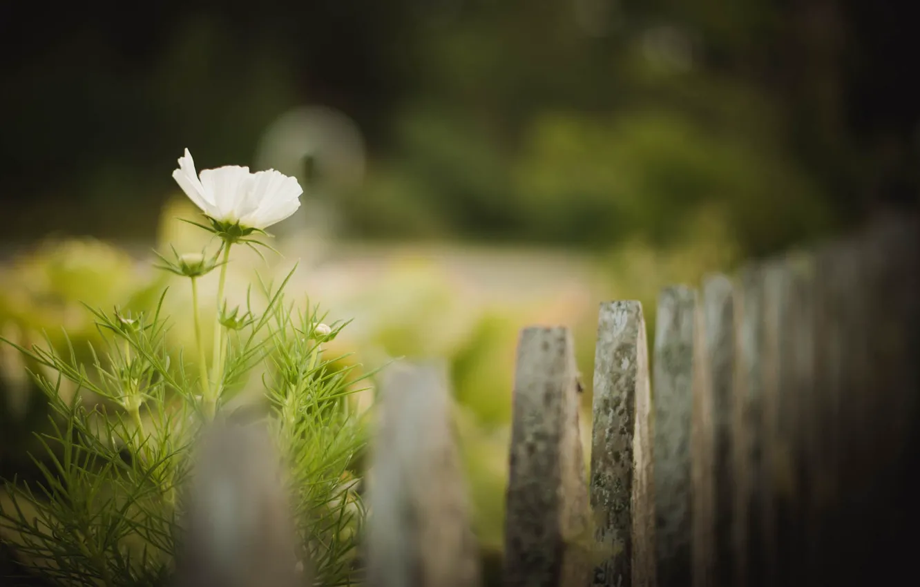 Фото обои flower, fence, bokeh, buds
