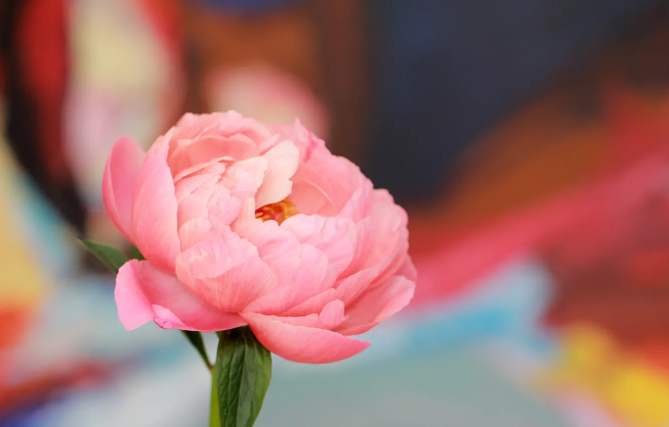 Фото обои flower, pink, peony
