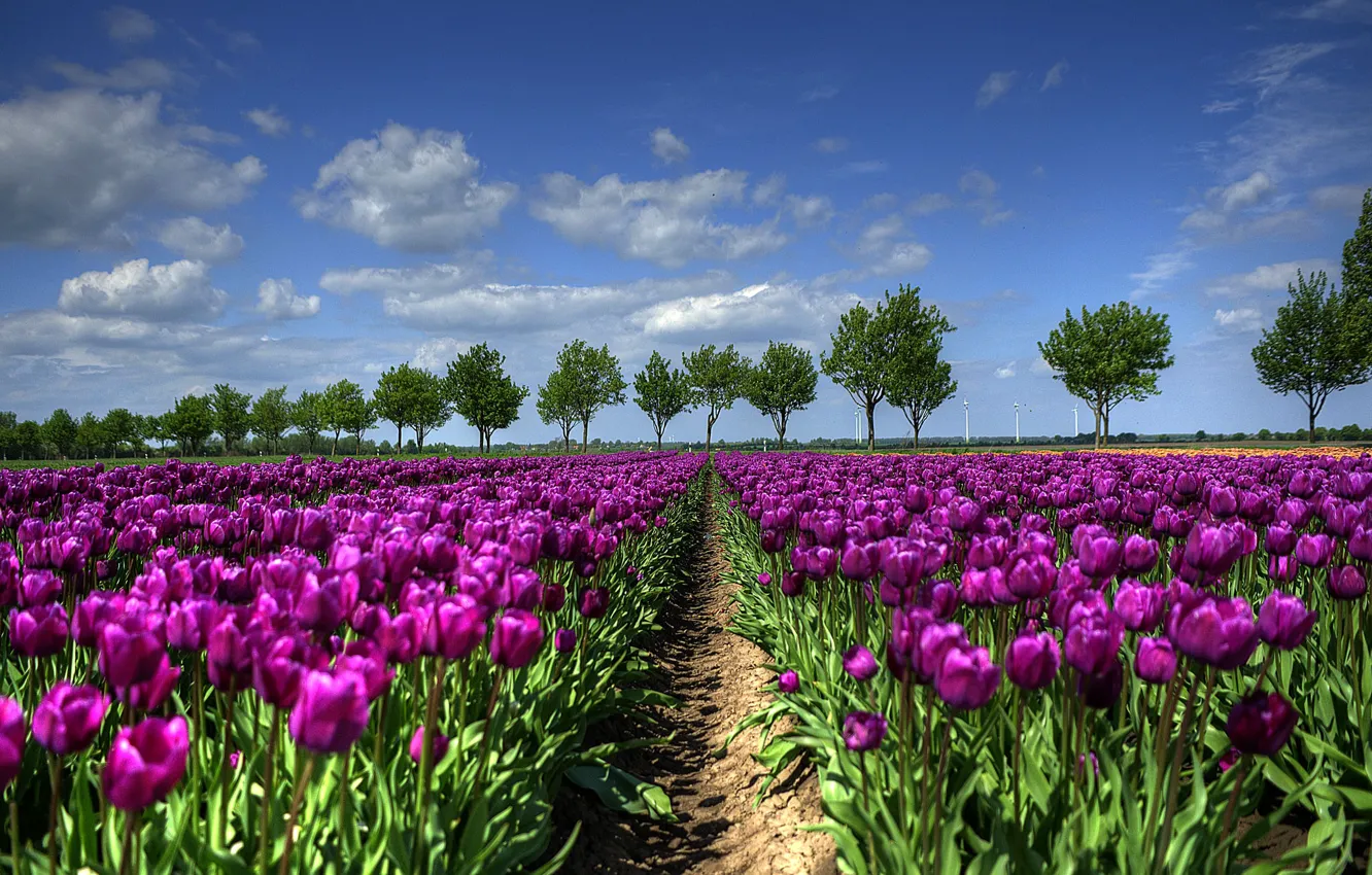 Фото обои поле, деревья, весна, тюльпаны, Голландия
