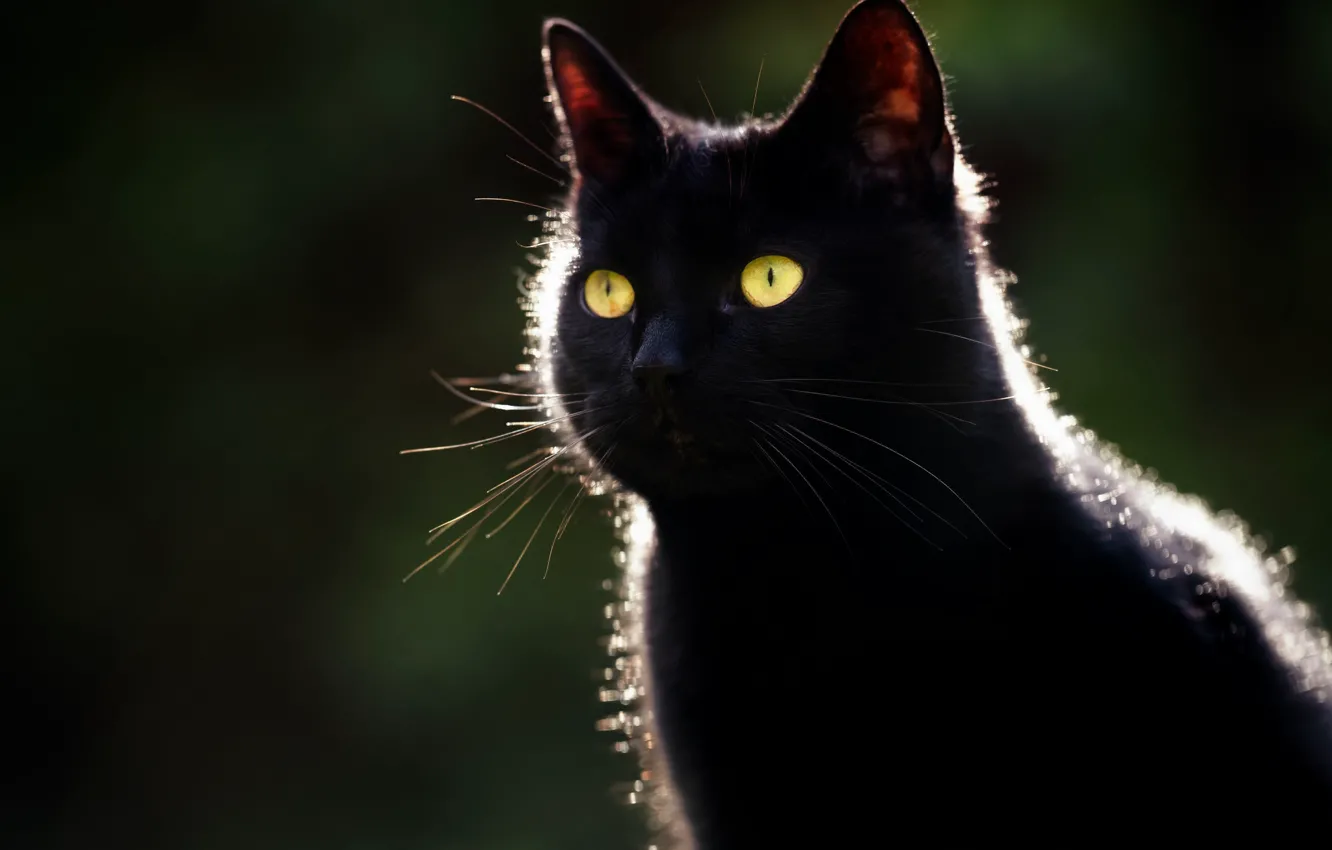 Фото обои глаза, кот, усы, фон, черный