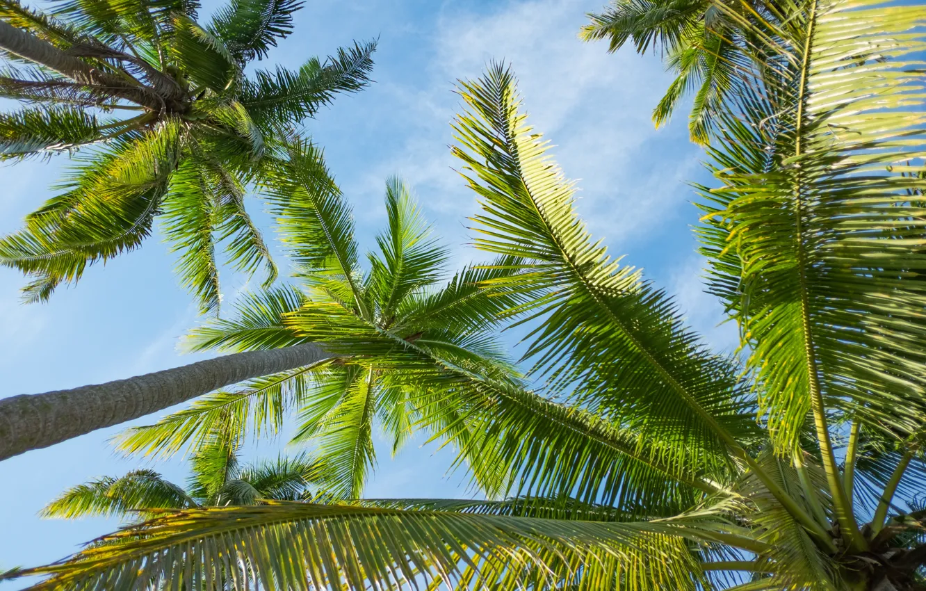 Фото обои лето, небо, солнце, пальмы, summer, beach, paradise, palms