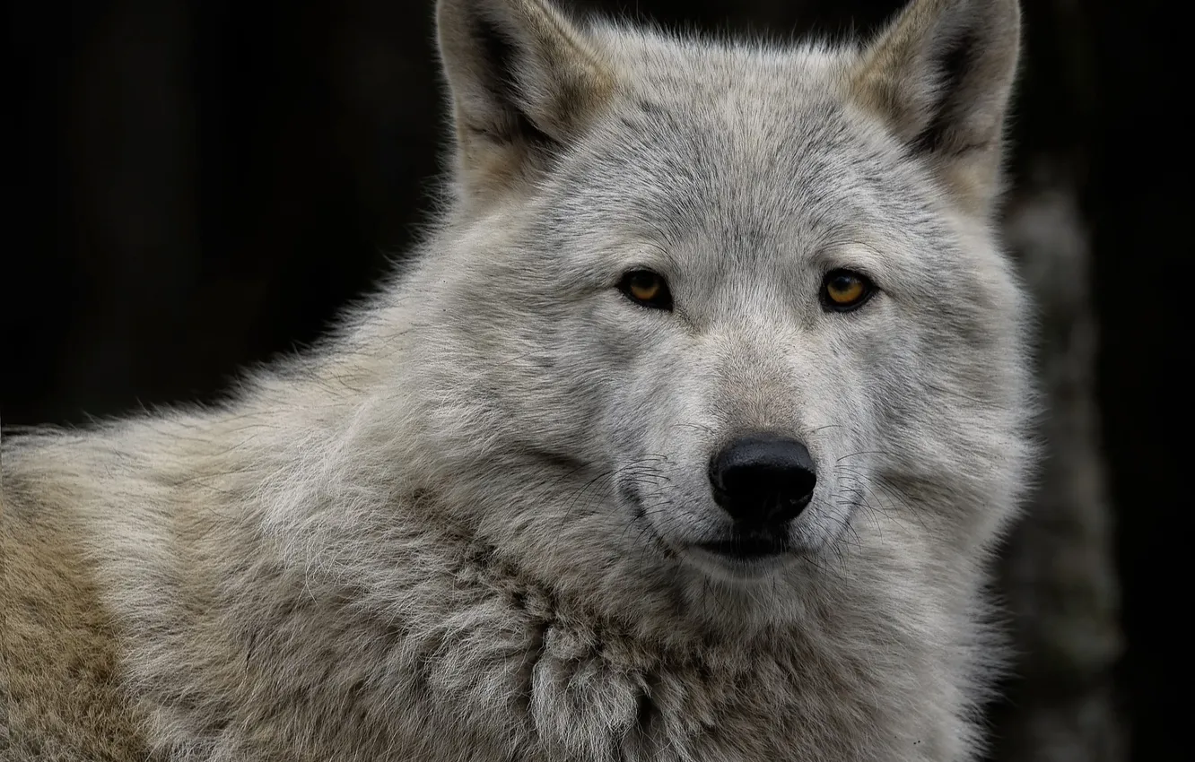 Фото обои fantasy, nature, art, snow, predator, face, animal, wolf