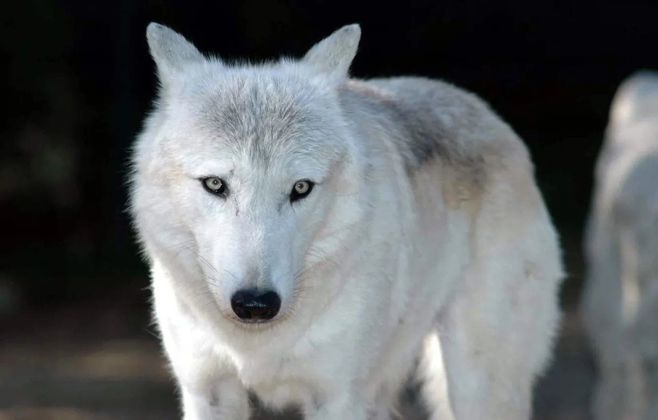 Фото обои nature, snow, predator, face, animal, wolf, wildlife, portrait