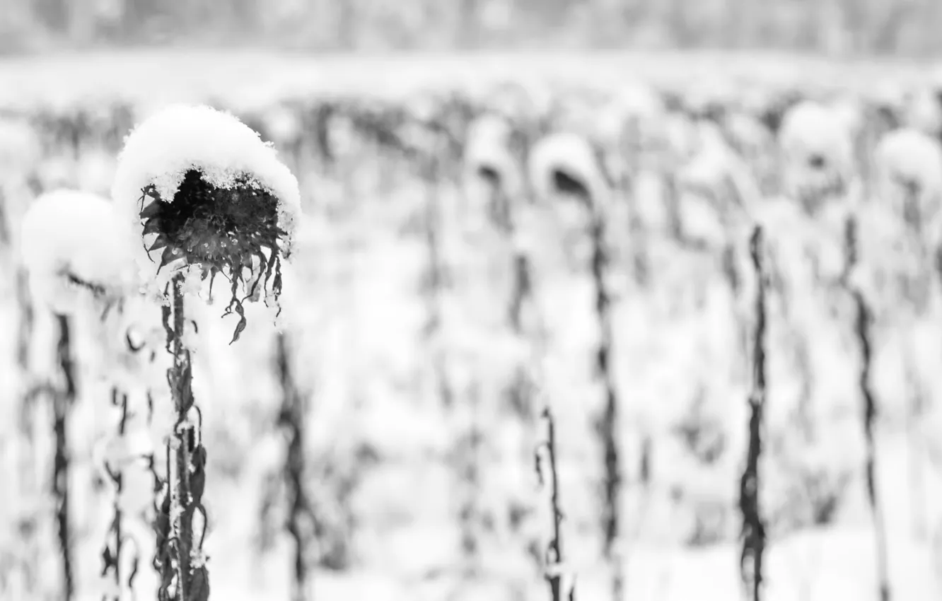 Фото обои осень, снег, подсолнухи