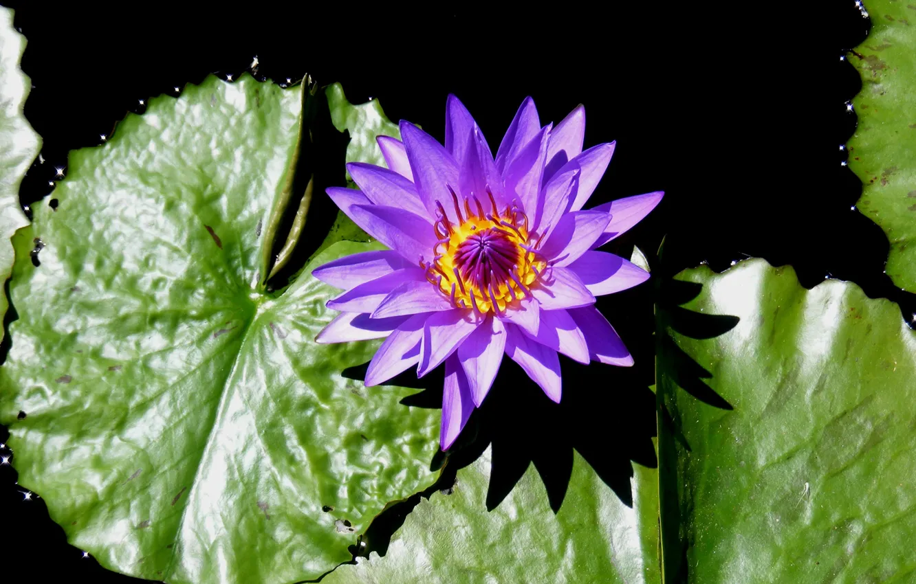 Фото обои Macro, Water lily, Водяная лилия, Фиолетовый цветок, Purple flower