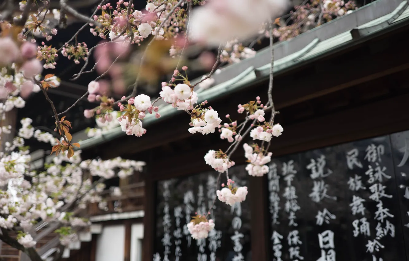 Фото обои иероглифы, храм, Japan, сакура весна