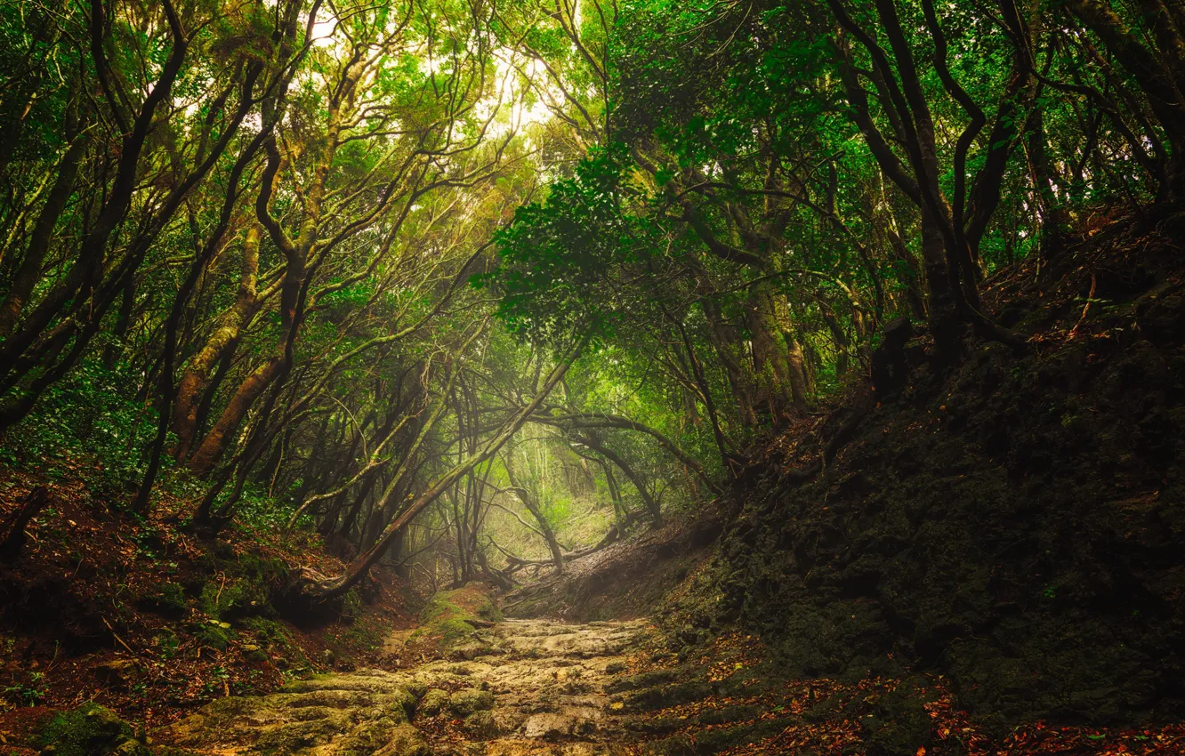 Фото обои forest, fog, Spain, path, Canary Islands, Tenerife, cloud forest