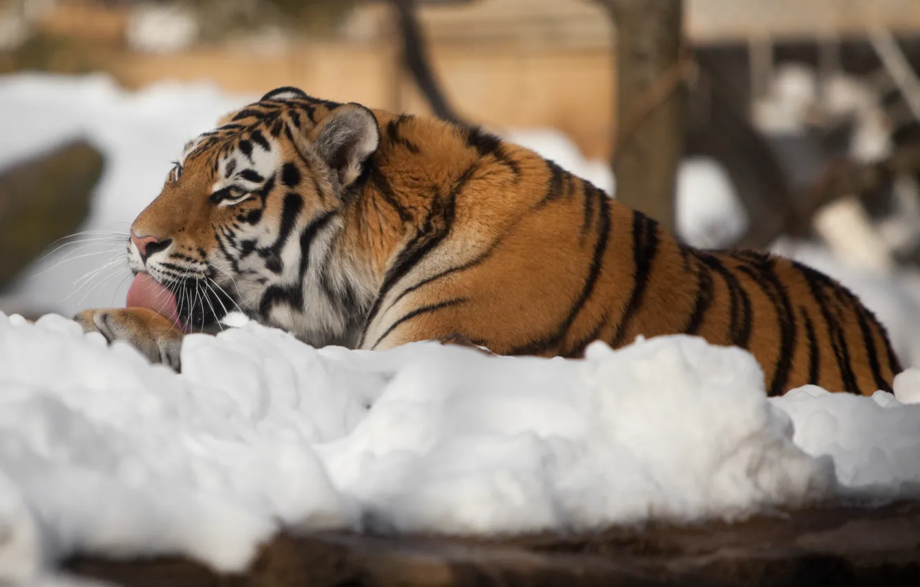 Фото обои язык, кошка, снег, тигр, умывание, амурский