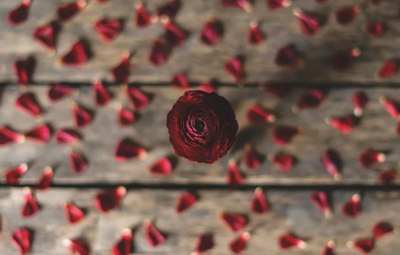Фото обои цветок, красный, один, доски, лепестки, размытый фон, композиция, ранункулюс