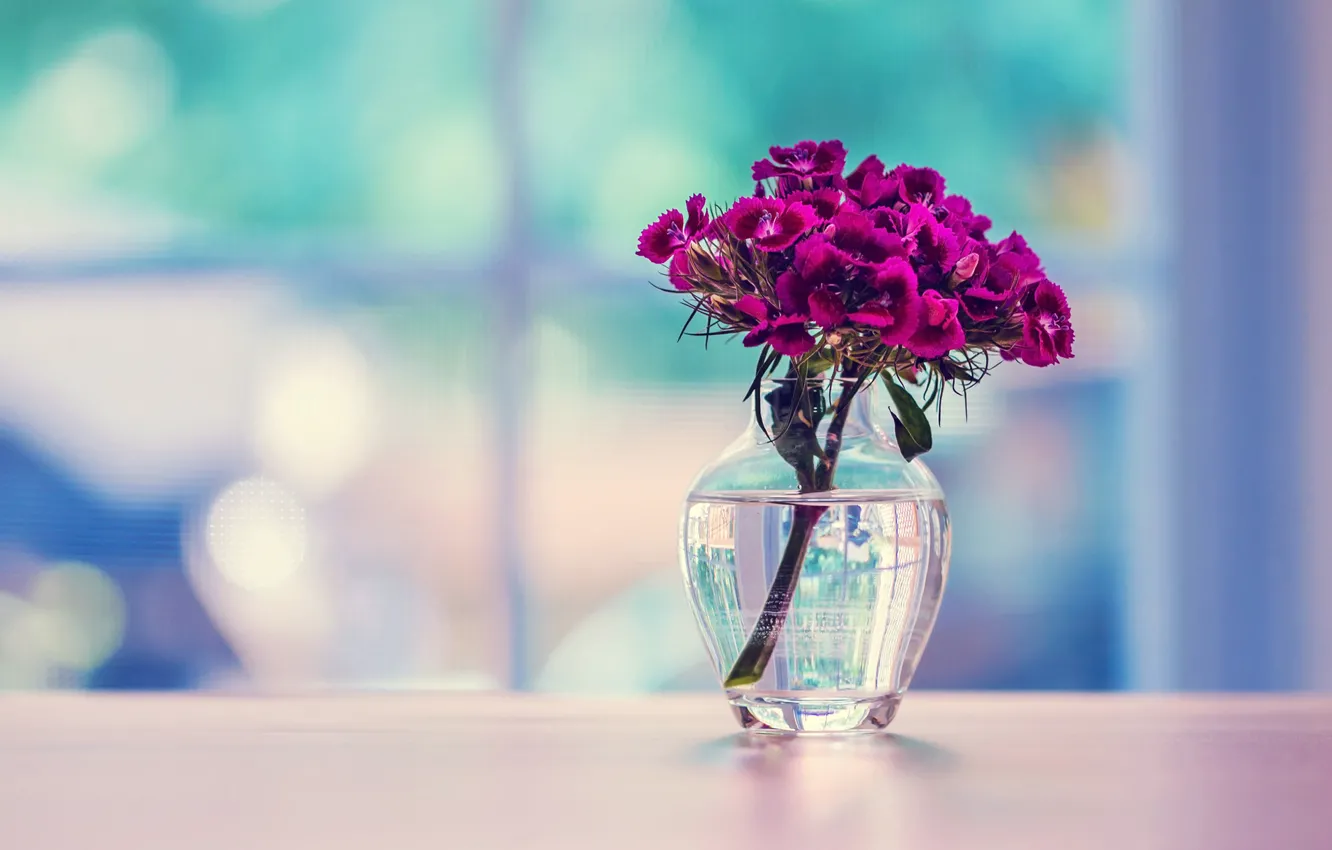 Фото обои стекло, поверхность, цветы, ваза, гвоздика, турецкая