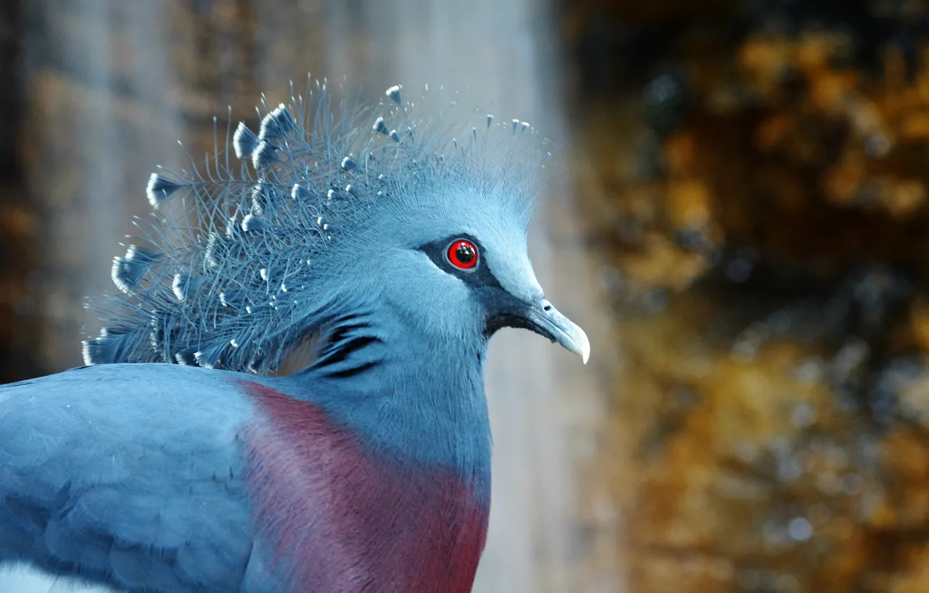 Фото обои птица, bird, венценосный голубь, Victoria Crowned Pigeon