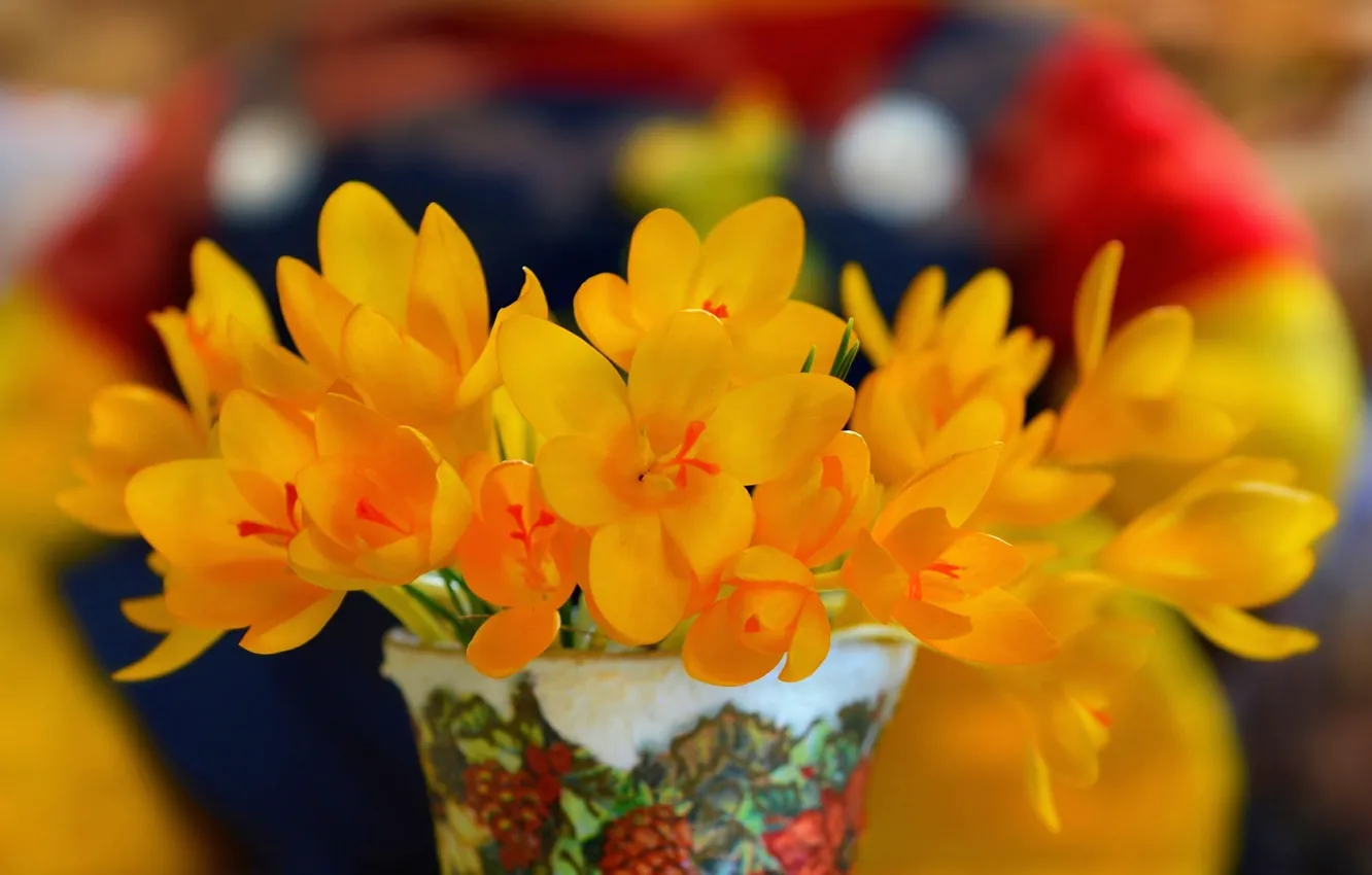 Фото обои крокусы, Crocuses, Желтые цветы, Yellow flowers