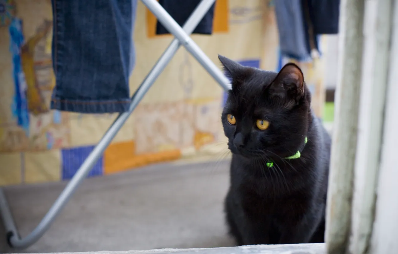 Фото обои животные, кот, черный, окно