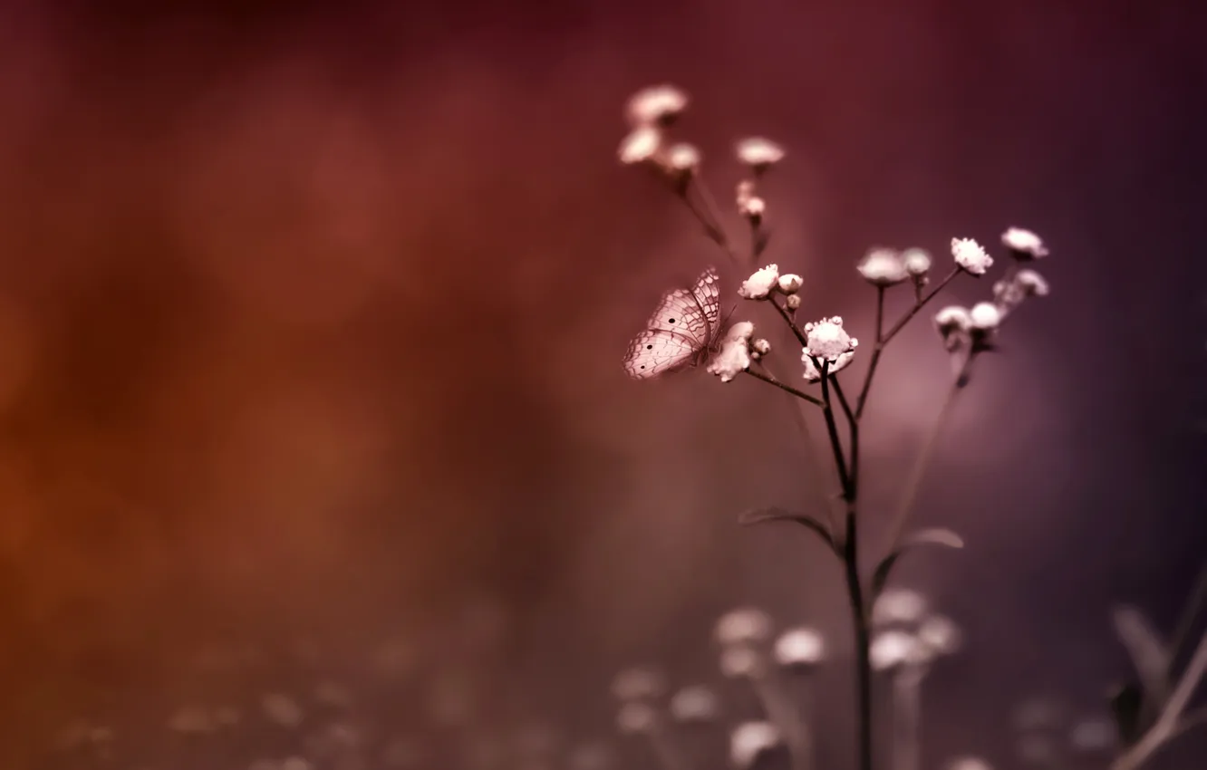 Фото обои цвета, туман, бабочка, Цветок