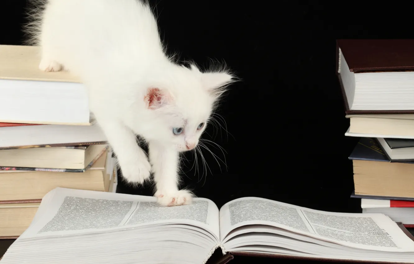 Фото обои книги, котёнок, любопытство, страницы, голубоглазый