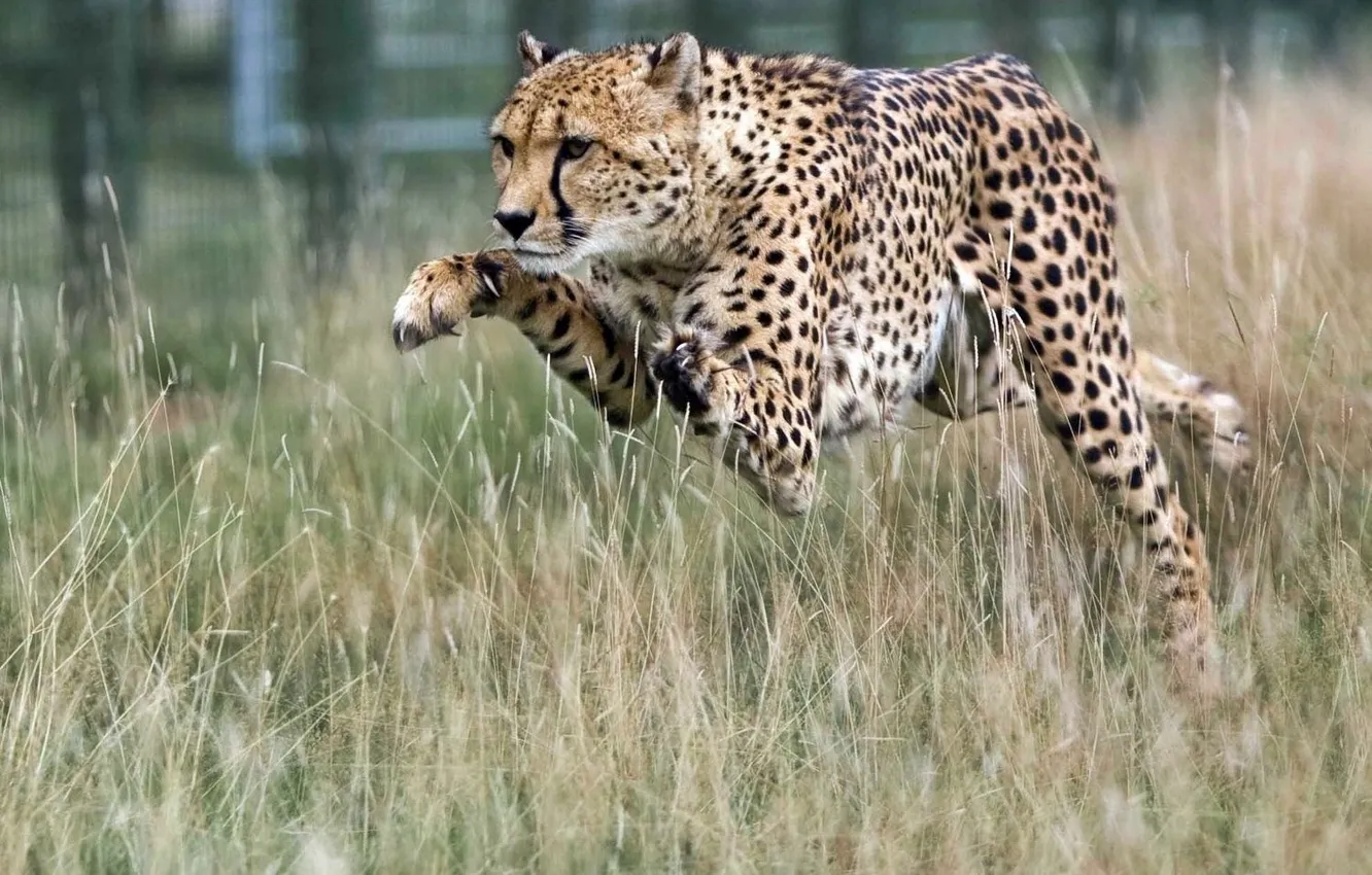 Фото обои прыжок, хищник, гепард