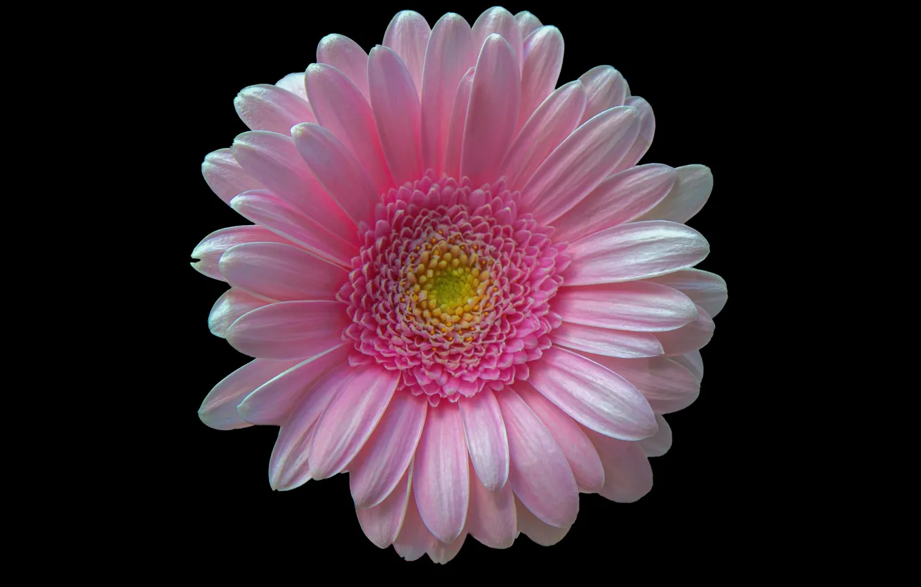 Фото обои Макро, Фон, Гербера, Gerbera, Macro, Pink Gerbera, Розовая гербера