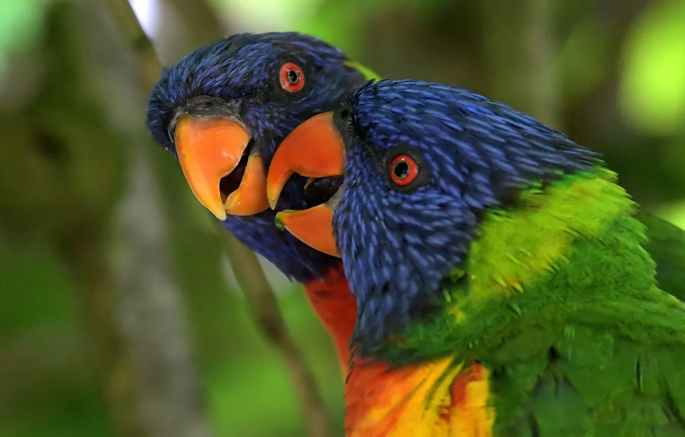 Фото обои птица, цвет, перья, попугай, забавный, Многоцветный лорикет